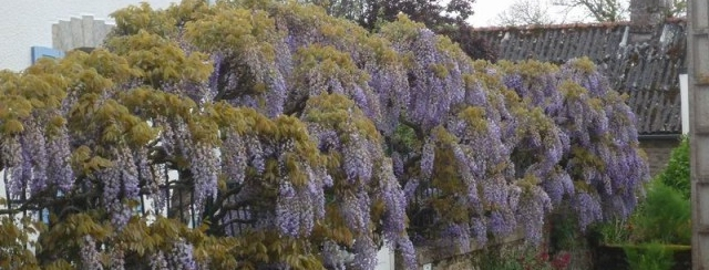 Wisteria2 web