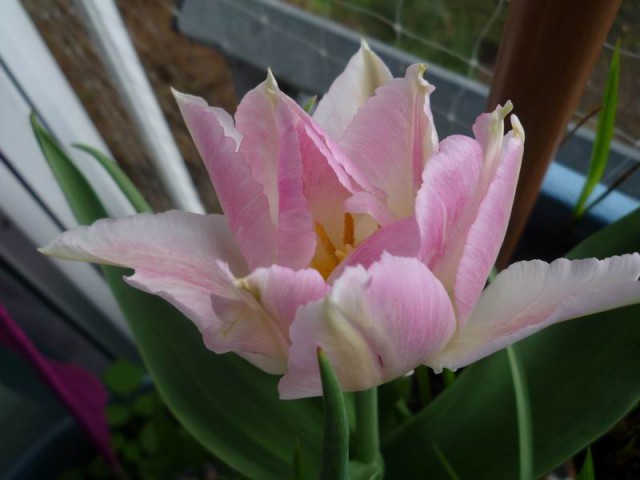 Tulpe rosa klein