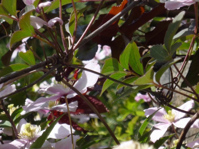 Clematis RosaVerknüpfungen