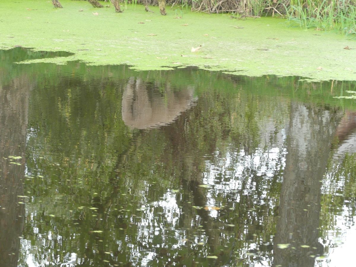 Spiegelungen im Buchholzer Moor