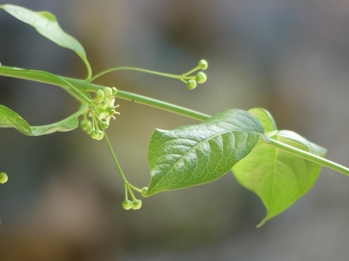 Euonymus Pfaffenhütchen