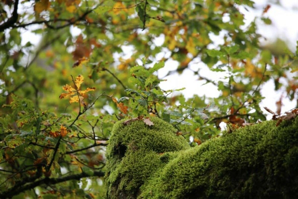 Moos im Wald von Micha