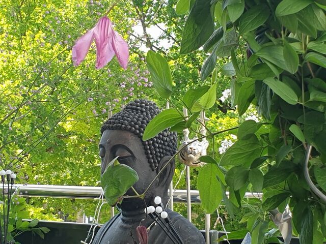 Buddha an Clematis