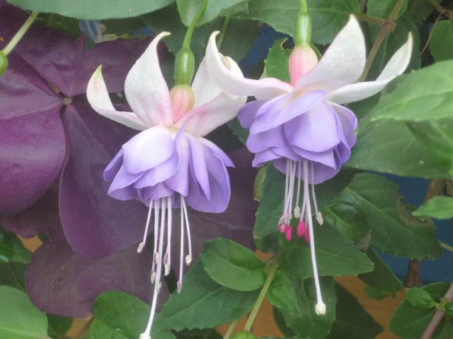 Fuchsienpäärle