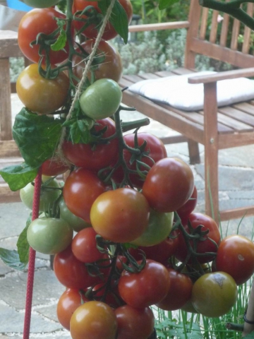 SeptemberTomaten