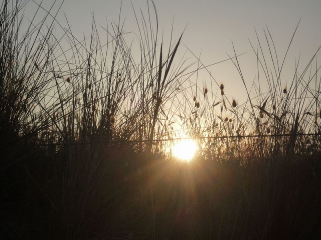 Sonnenuntergang mit Gras