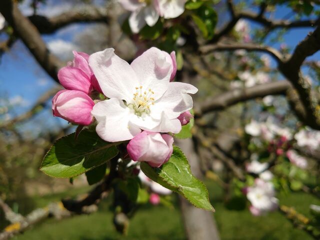 Apfelblüte Foto von Micha