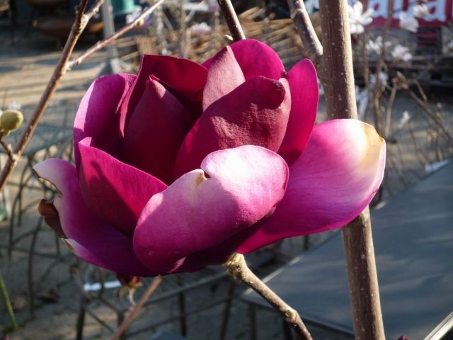 rote Magnolie