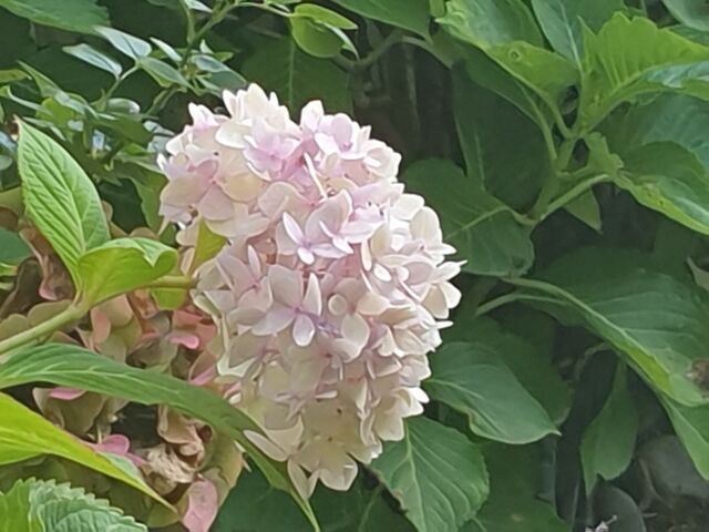 November Hortensie