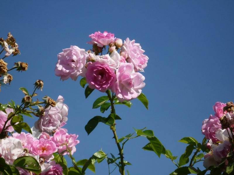 Sommer Himmel Rosen