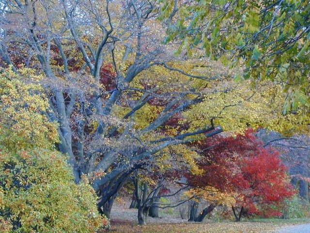 Herbstwald von Ritchie