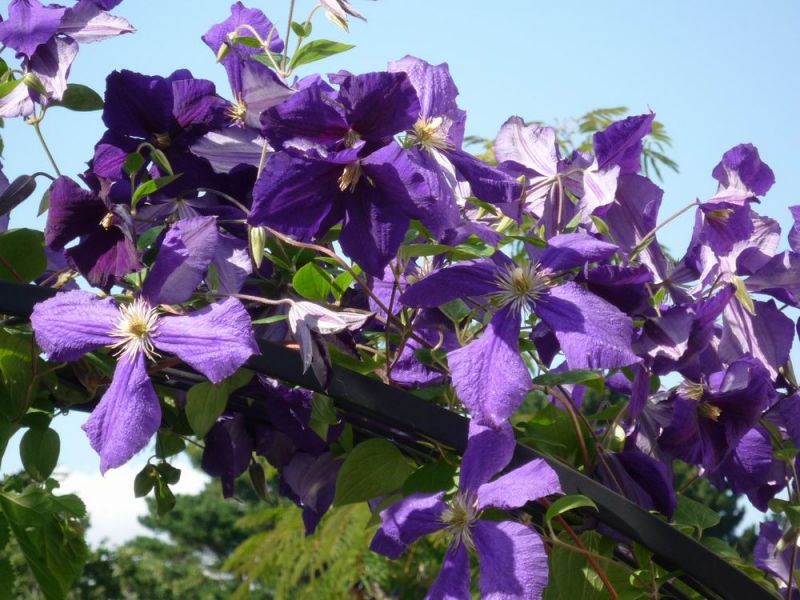 Clematis am Torbogen