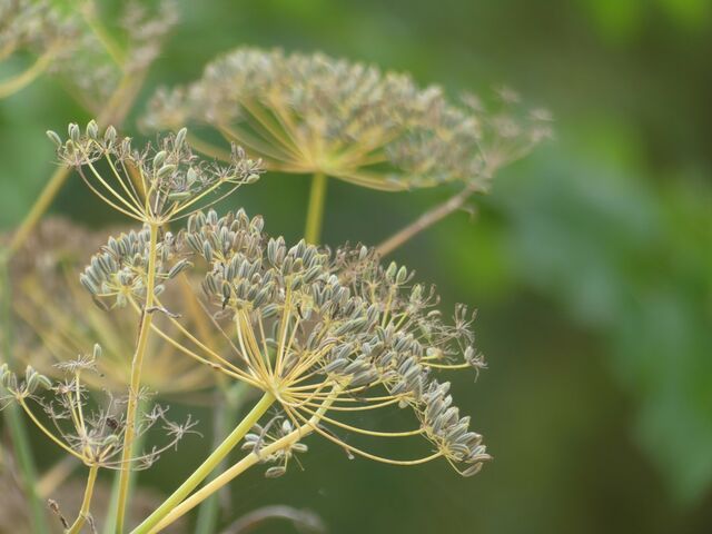 mein wunderbarer Fenchel