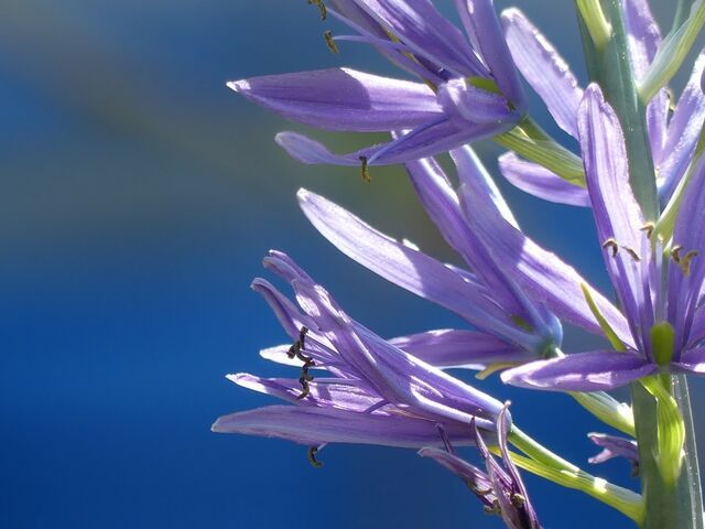 Camassia