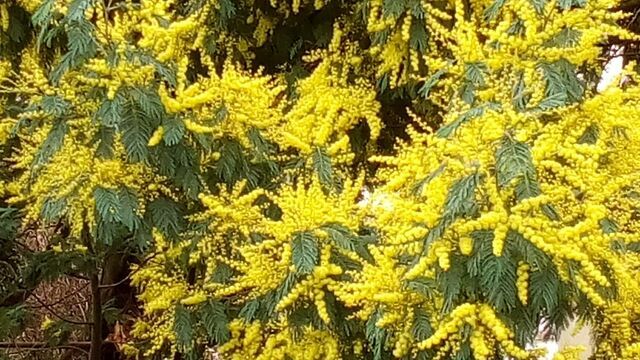 Mimosen Bretagne Februar