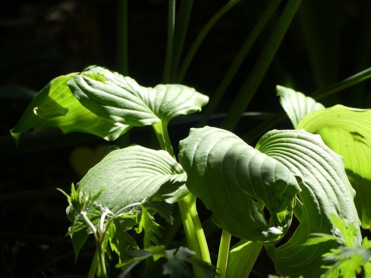 Hosta