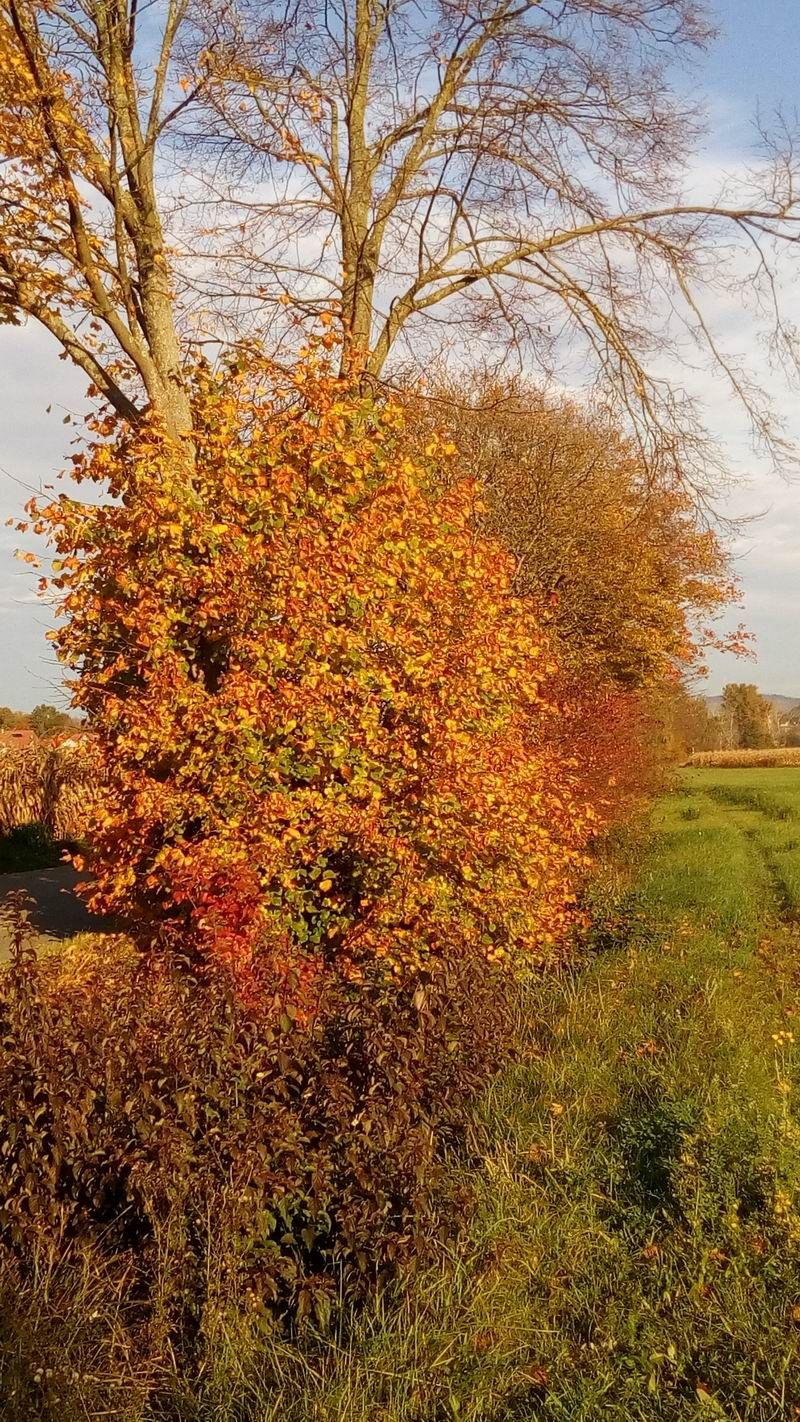 auf dem Weg nach Opfingen