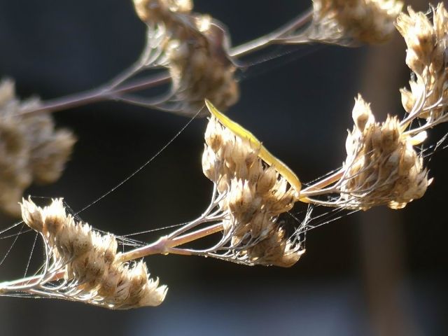 Bartblume im Herbst