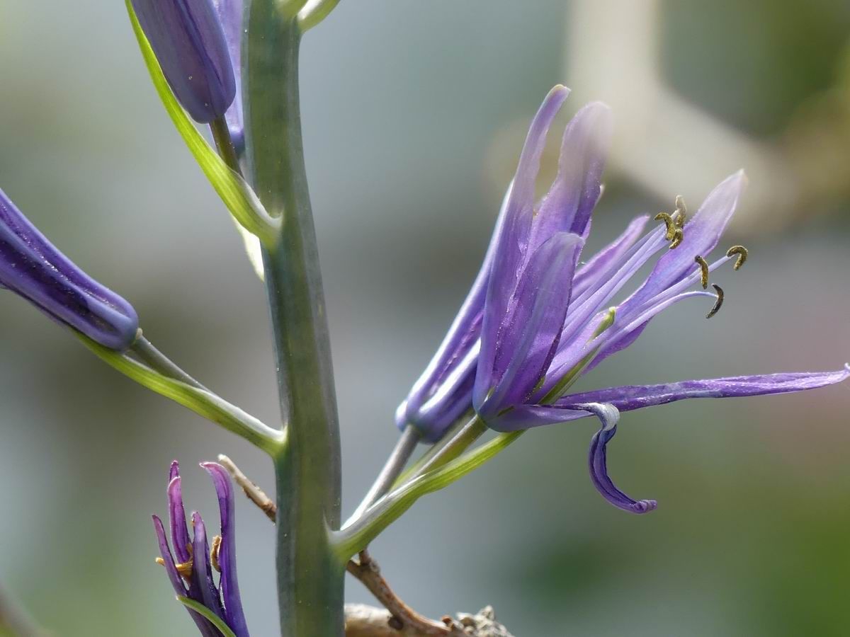 Blaue Prärielilie