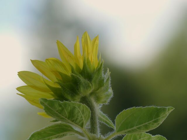 Sonnenblume