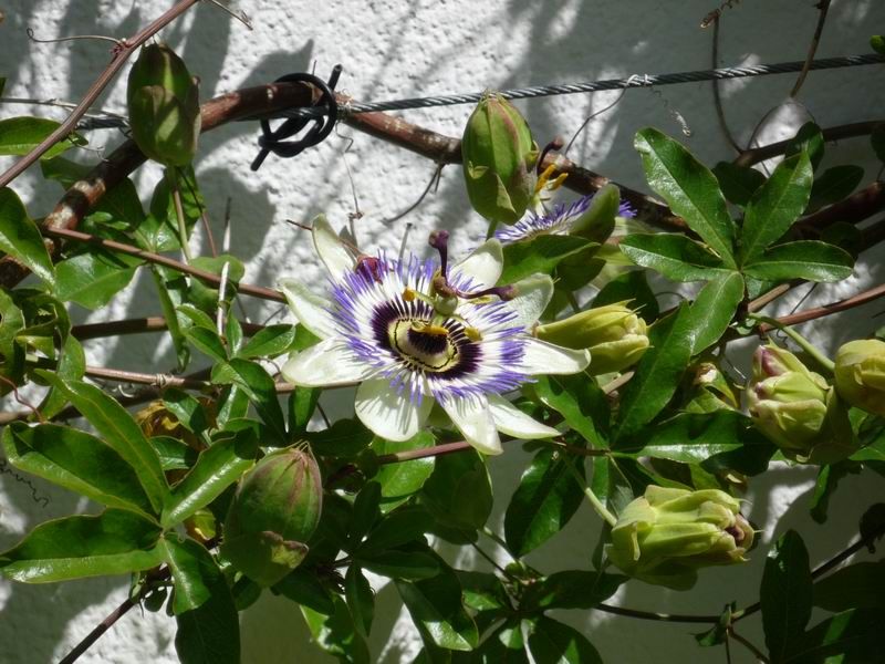 Passiflora