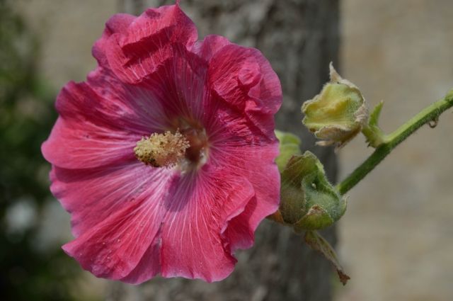 Rose de Tremiere